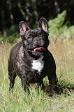 BOULEDOGUE FRANCAIS 003